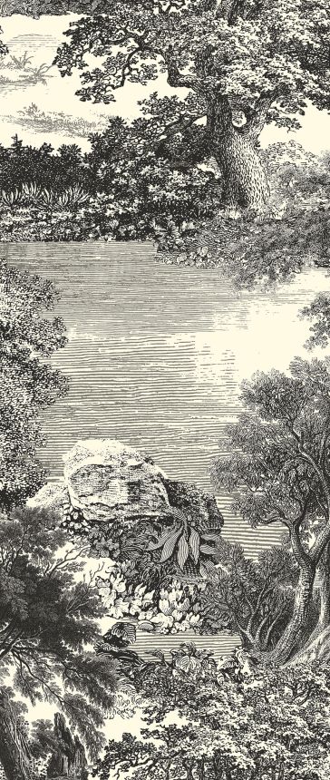 Obrazová tapeta, čierna, les, stromy, DGSAL1011-260, Amazone, Masureel